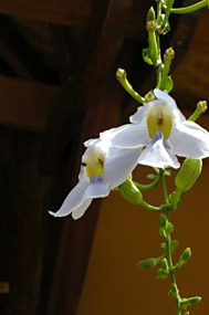 lombok-senggigi-the-santosa-19