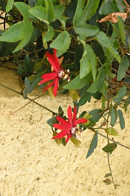 lombok-senggigi-the-santosa-20