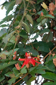 lombok-senggigi-the-santosa-21