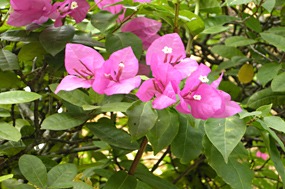 lombok-senggigi-the-santosa-22