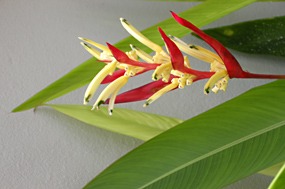 lombok-senggigi-the-santosa-23