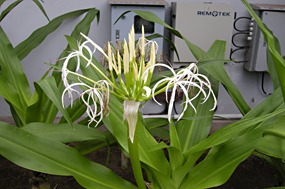 lombok-senggigi-the-santosa-25