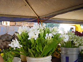 havana-markt-bloemen
