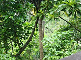 pinar-botanische-tuin-1