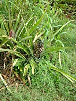 pinar-botanische-tuin-2