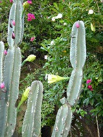 pinar-botanische-tuin-3