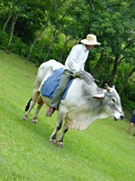 vinales-man-met-zeboe-1