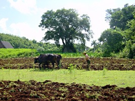 vinales-tabak-ossen-1