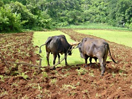 vinales-tabak-ossen-2