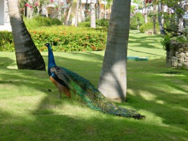 bavaro-beach-resort-08