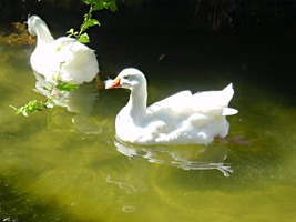 bavaro-beach-resort-09