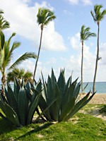 bavaro-beach-resort-22