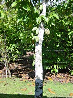 dominicaanse-republiek-excursie-06