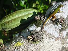 dominicaanse-republiek-excursie-07