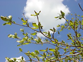 dominicaanse-republiek-excursie-15