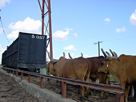 dominicaanse-republiek-excursie-22
