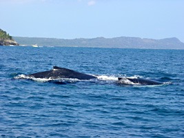 dominicaanse-republiek-excursie-walvissen-01