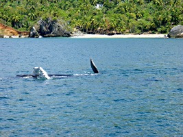 dominicaanse-republiek-excursie-walvissen-03