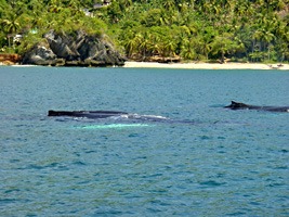 dominicaanse-republiek-excursie-walvissen-04