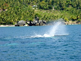 dominicaanse-republiek-excursie-walvissen-05