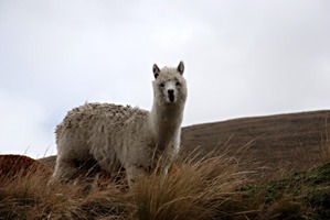 ecuador-chimborazo-04