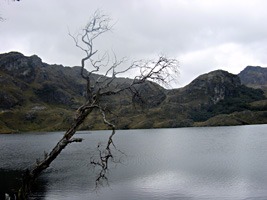 ecuador-las-cajas-10
