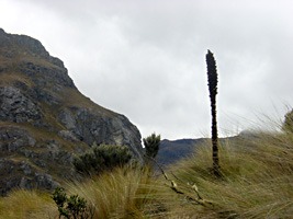 ecuador-las-cajas-11