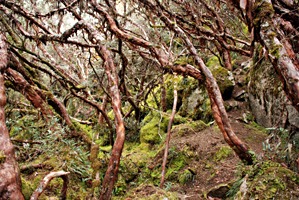 ecuador-las-cajas-13