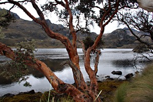 ecuador-las-cajas-14