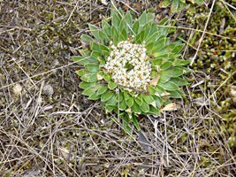 ecuador-las-cajas-15