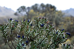ecuador-las-cajas-16