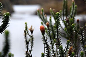 ecuador-las-cajas-17
