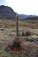 ecuador-las-cajas-19