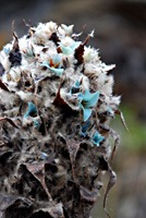 ecuador-las-cajas-20