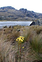 ecuador-las-cajas-21