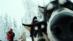 huskies