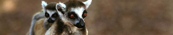 Madagaskar, Ringstaartlemuren