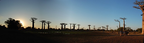 avenue-des-baobabs-panorama