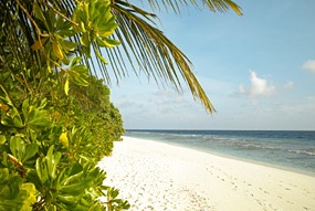 fushi-strand-palm