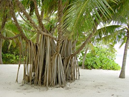 fushi-luchtwortelboom-02