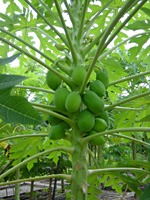 fushi-papaya
