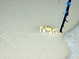 soneva-fushi-krab-02