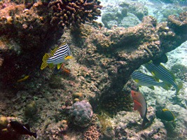 soneva-fushi-snorkelen-01