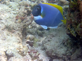 soneva-fushi-snorkelen-02