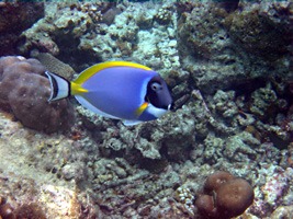 soneva-fushi-snorkelen-03