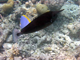 soneva-fushi-snorkelen-04