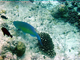 soneva-fushi-snorkelen-05