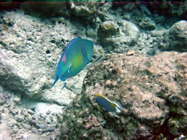 soneva-fushi-snorkelen-06
