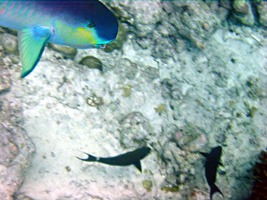 soneva-fushi-snorkelen-07