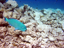 soneva-fushi-snorkelen-08